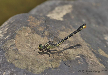 Hylogomphus viridifrons, female